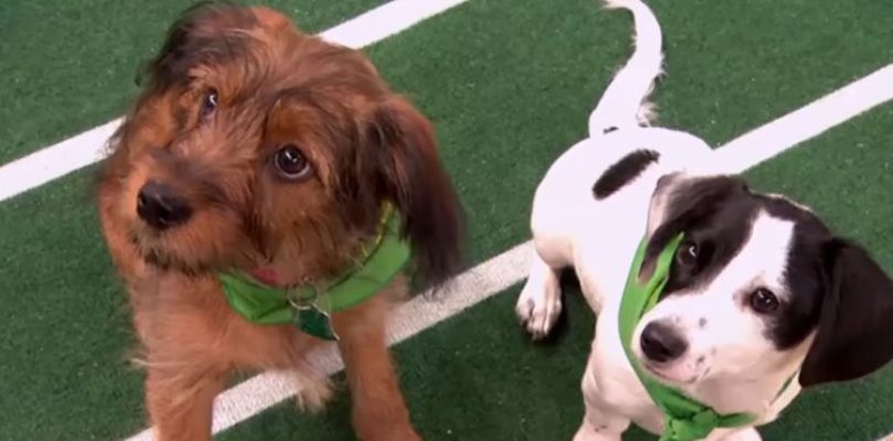 See How They Make The Puppy Bowl In This Adorable Video